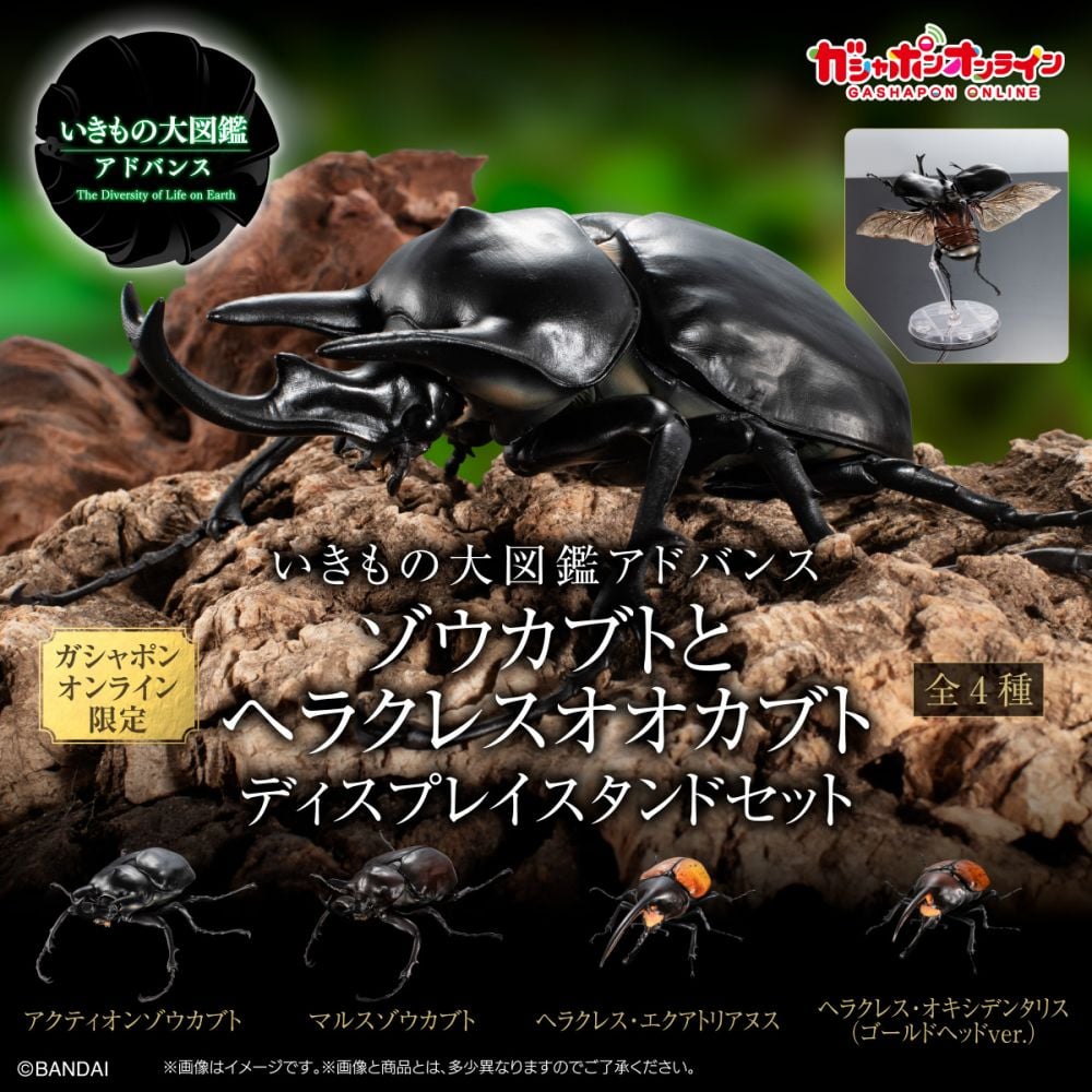 コロンビア産レックスゾウカブト113mm