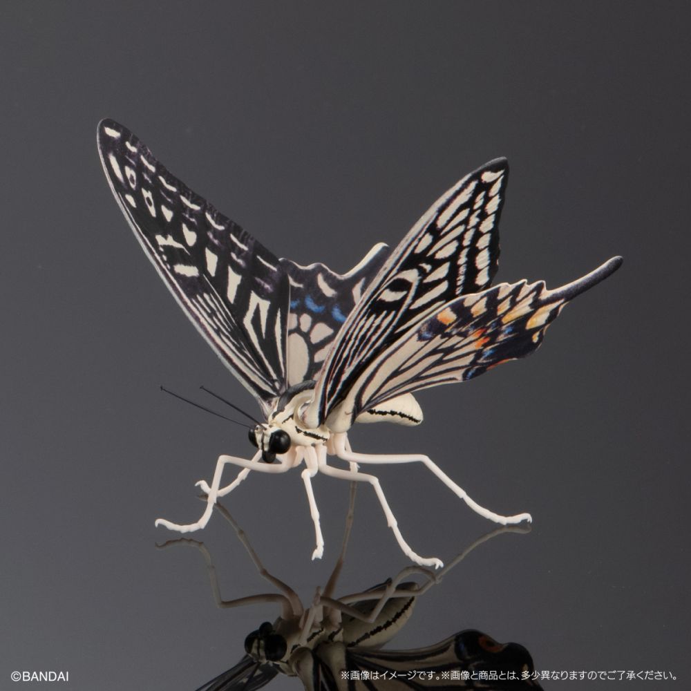 オンライン版 全3種 アゲハチョウ ディスプレイスタンドセット 生物大圖鑑 Advance 鳳蝶科 展示台座 Set (1盒3件) | いきもの大