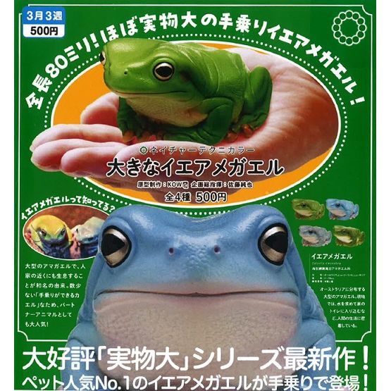 超能力蛙　英語　4枚セット 51TyKcUQN8L.jpg_BO30,255,255,